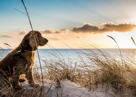 Discover the Best Dog-Friendly Beaches on Costa Blanca