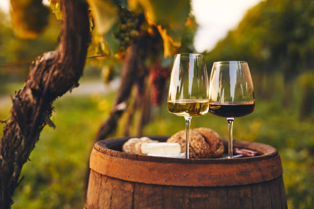 Discovering the Wine Paradise: A Guide to Alicante's Vineyards and Winery
