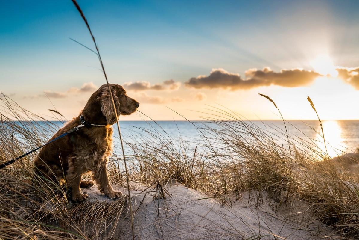 Descubre las mejores playas para perros de la Costa Blanca